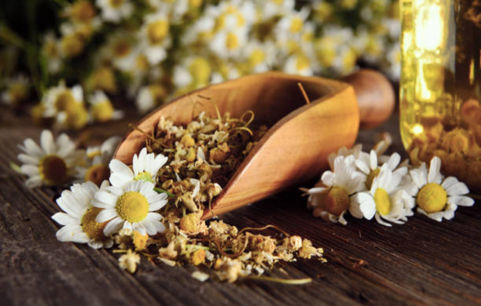 6 Chamomile Benefits For Hair You Should Know About